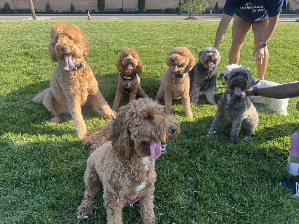Neighborhood dogs gathered together on a sunny lawn